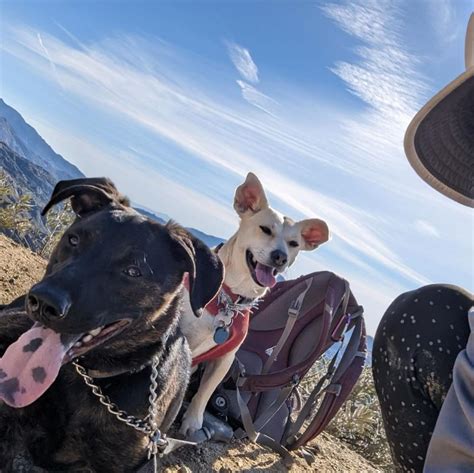 WishBone Dog Rescue .
